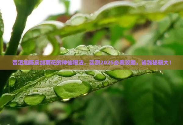 普洱加陈皮加菊花哪里好