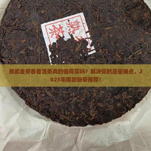 易武金芽春普洱茶