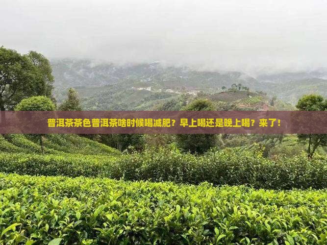 普洱茶茶色普洱茶啥时候喝减肥