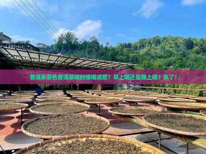普洱茶茶色普洱茶啥时候喝减肥
