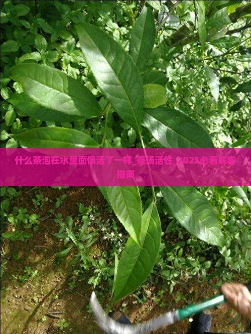 什么茶泡在水里面像活了一样