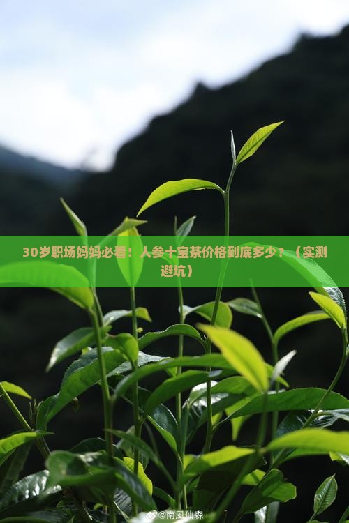 人参十宝茶价格是多少