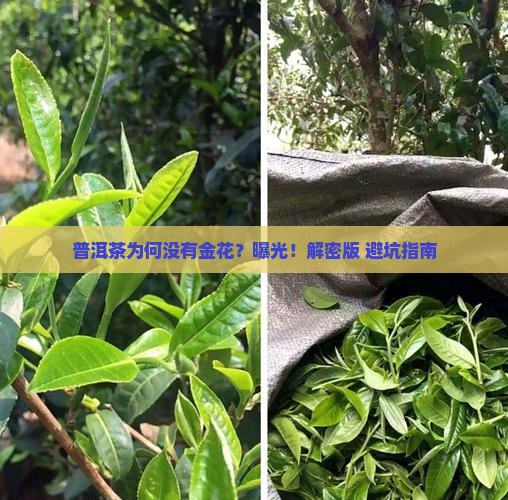 普洱茶为何没有金花