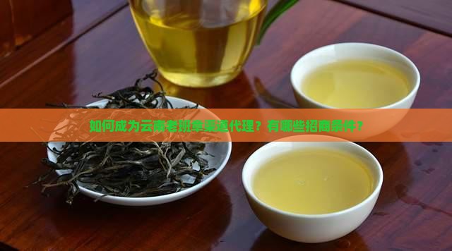 如何成为云南老班章渠道代理？有哪些招商条件？