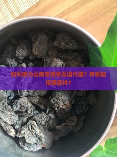 如何成为云南老班章渠道代理？有哪些招商条件？