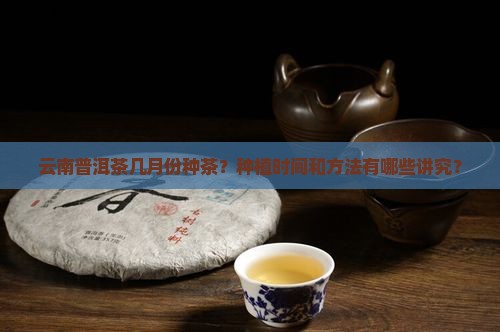 云南普洱茶几月份种茶？种植时间和方法有哪些讲究？
