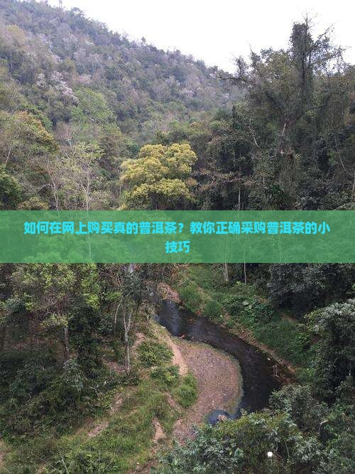 如何在网上购买真的普洱茶？教你正确采购普洱茶的小技巧
