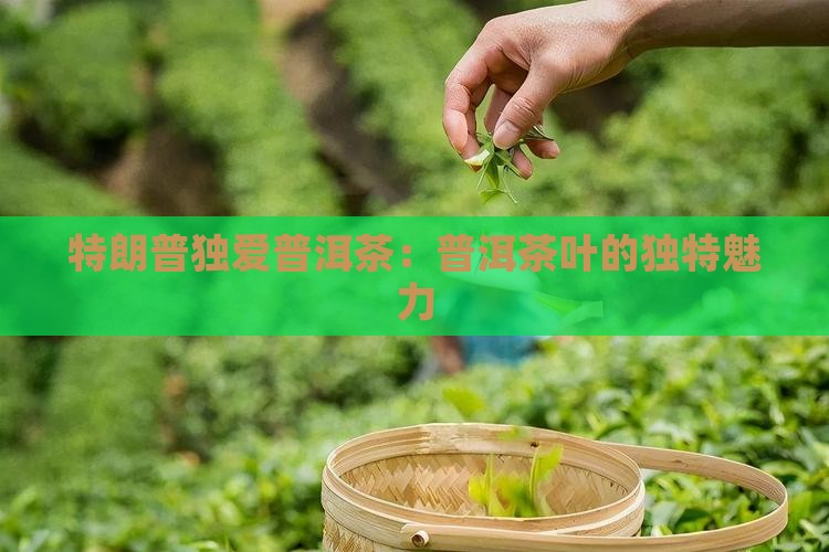 特朗普独爱普洱茶：普洱茶叶的独特魅力