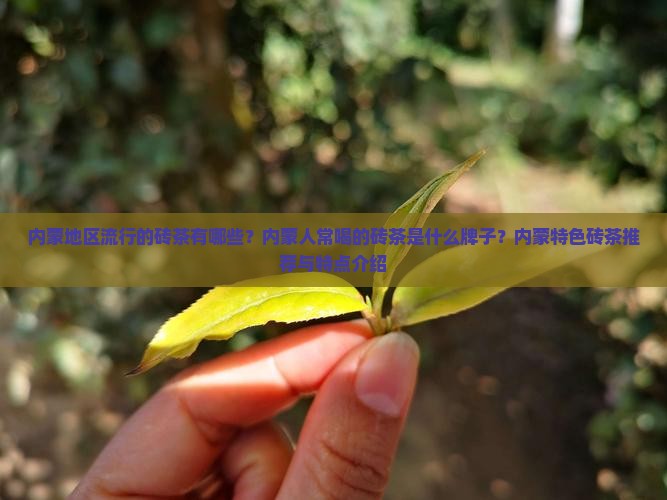 内蒙地区流行的砖茶有哪些？内蒙人常喝的砖茶是什么牌子？内蒙特色砖茶推荐与特点介绍