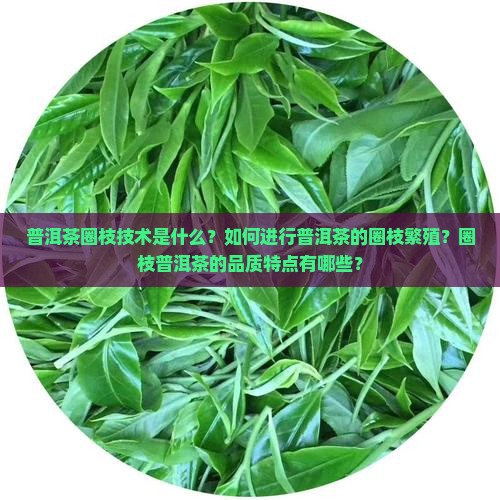 普洱茶圈枝技术是什么？如何进行普洱茶的圈枝繁殖？圈枝普洱茶的品质特点有哪些？
