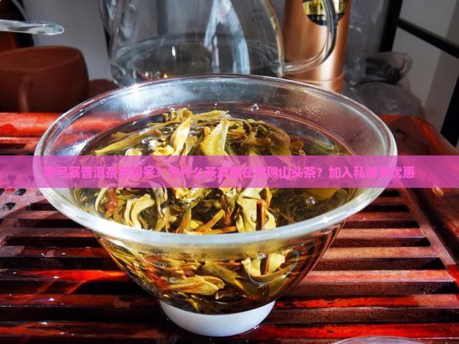 弯弓寨普洱茶苏翔号？为什么茶友都在抢购山头茶？加入私域享优惠