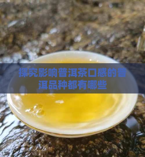 探究影响普洱茶口感的普洱品种都有哪些
