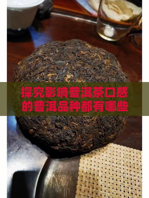 探究影响普洱茶口感的普洱品种都有哪些