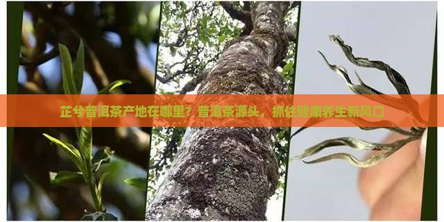 芷兮普洱茶产地在哪里？普洱茶源头，抓住健康养生新风口