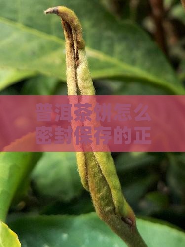 普洱茶饼怎么密封保存的正确方法详解