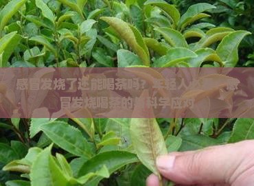 感冒发烧了还能喝茶吗？年轻人必看：感冒发烧喝茶的与科学应对