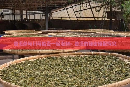 普洱茶与川芎能否一起泡制：普洱的秘密搭配探究