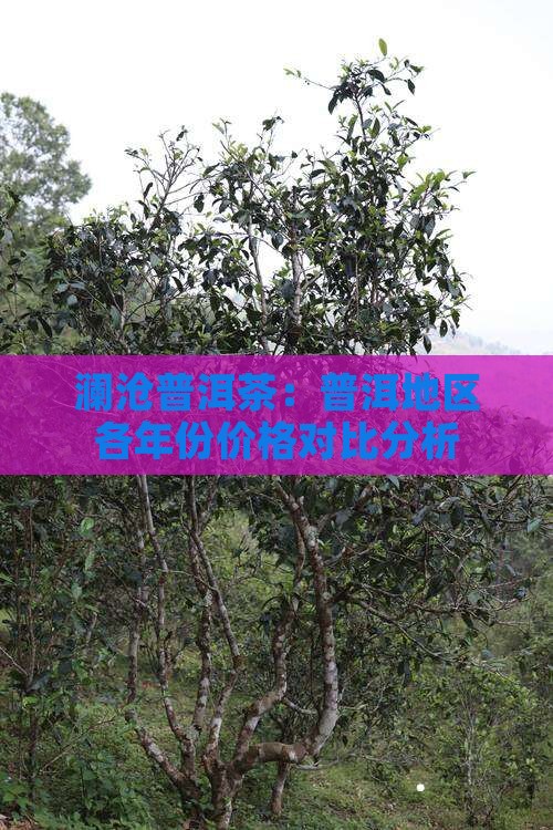 澜沧普洱茶：普洱地区各年份价格对比分析