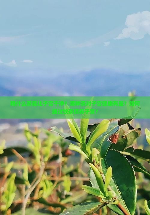 喝什么茶能让子宫干净？哪种茶对子宫健康有益？如何通过饮茶保养子宫？