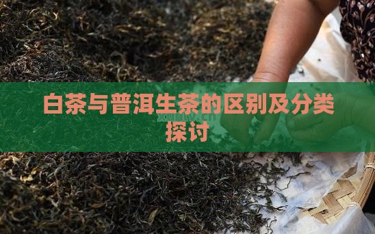 白茶与普洱生茶的区别及分类探讨