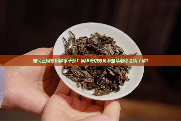 如何正确饮用碎银子茶？其神奇功效与哪些禁忌你必须了解？
