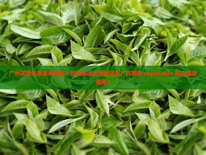 广州买普洱茶推荐哪家？如何挑选优质普洱茶？有哪些 reputable 茶店值得推荐？