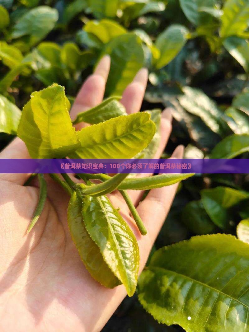 《普洱茶知识宝典：100个你必须了解的普洱茶秘密》