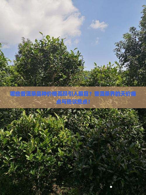 哪些普洱茶品种价格高昂引人瞩目？普洱茶界的天价痛点与热议焦点！