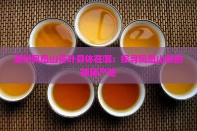 潮州凤凰山茶叶具体在哪：探寻凤凰山茶的神秘产地