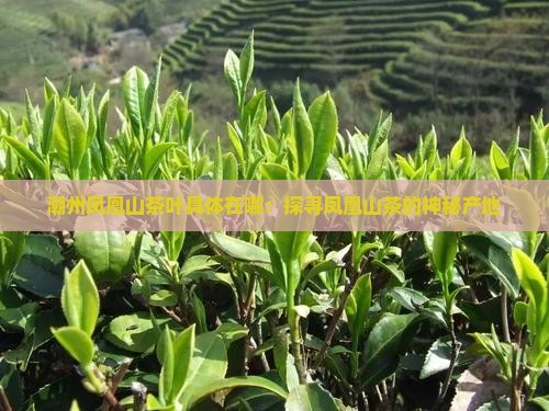 潮州凤凰山茶叶具体在哪：探寻凤凰山茶的神秘产地