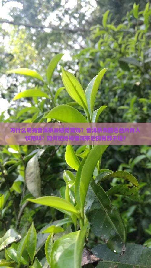 为什么喝完普洱茶会感觉胃烧？普洱茶真的适合所有人饮用吗？如何避免喝普洱茶后的胃部不适？
