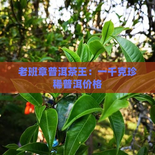 老班章普洱茶王：一千克珍稀普洱价格