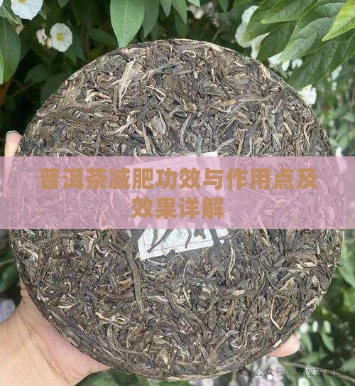 普洱茶减肥功效与作用点及效果详解