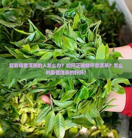超爱喝普洱茶的人怎么办？如何正确储存普洱茶？怎么判断普洱茶的好坏？