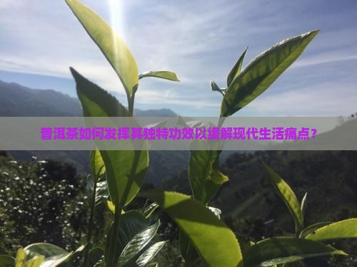 普洱茶如何发挥其独特功效以缓解现代生活痛点？