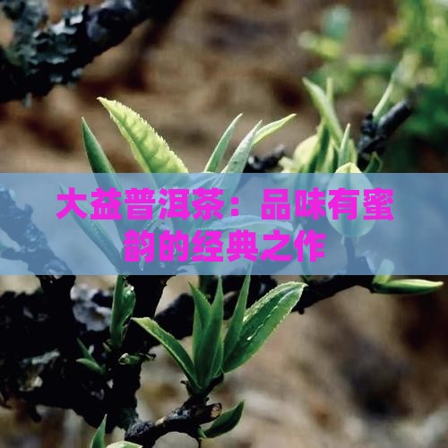 大益普洱茶：品味有蜜韵的经典之作