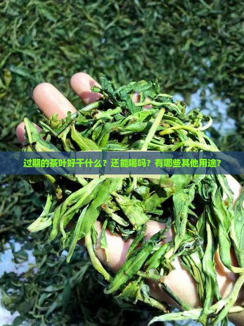 过期的茶叶好干什么?还能喝吗?有哪些其他用途? 过期的茶叶好干什么?还能喝吗?有哪些其他用途?