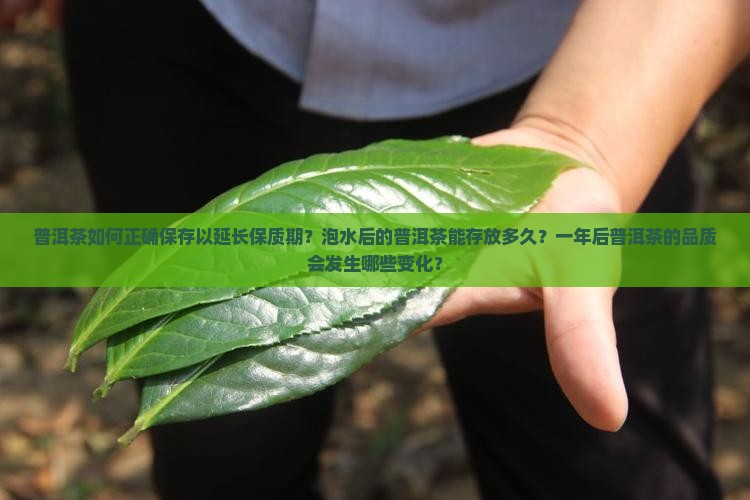 普洱茶如何正确保存以延长保质期？泡水后的普洱茶能存放多久？一年后普洱茶的品质会发生哪些变化？