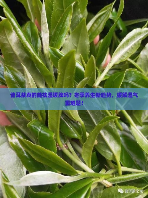 普洱茶真的能祛湿暖脾吗？冬季养生新趋势，缓解湿气重难题！