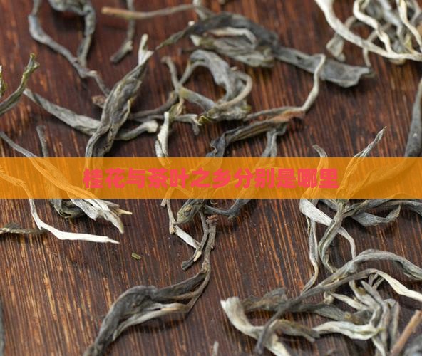 桂花与茶叶之乡分别是哪里