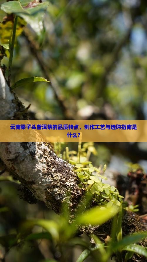 云南梁子头普洱茶的品质特点、制作工艺与选购指南是什么？