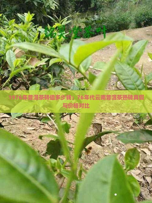 1976年普洱茶砖值多少钱：76年代云南普洱茶熟砖真假与价格对比