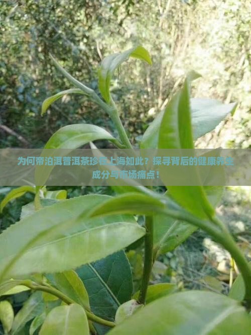为何帝泊洱普洱茶珍在上海如此？探寻背后的健康养生成分与市场痛点！