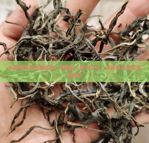 长春普洱茶加盟招商：深度融入普洱文化，共铸有机普洱茶新篇章