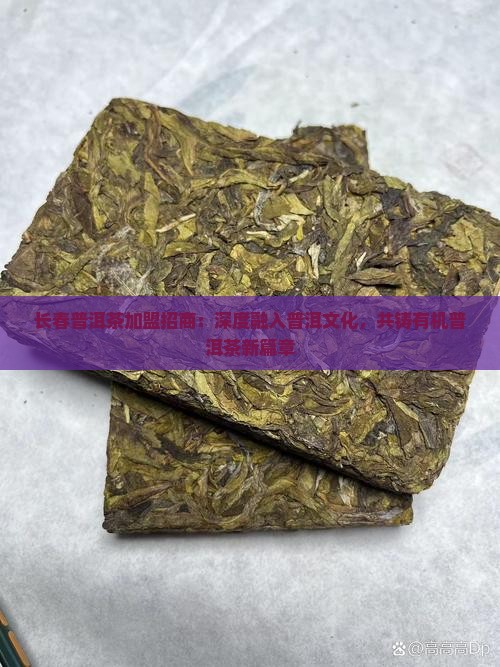长春普洱茶加盟招商：深度融入普洱文化，共铸有机普洱茶新篇章