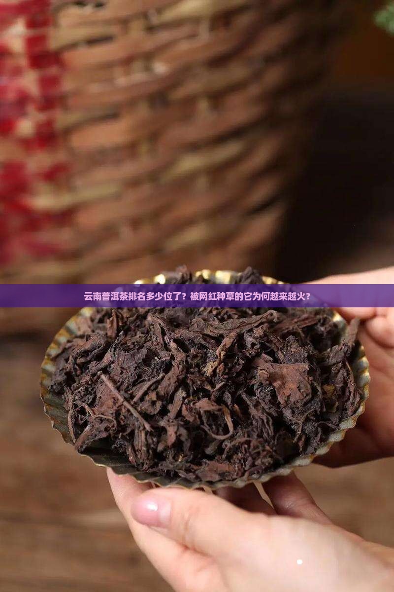 云南普洱茶排名多少位了？被网红种草的它为何越来越火？
