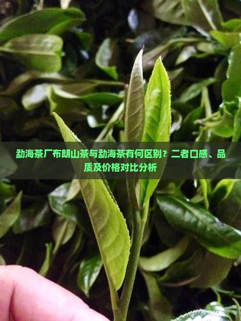 勐海茶厂布朗山茶与勐海茶有何区别？二者口感、品质及价格对比分析