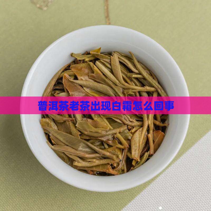 普洱茶老茶出现白霜怎么回事