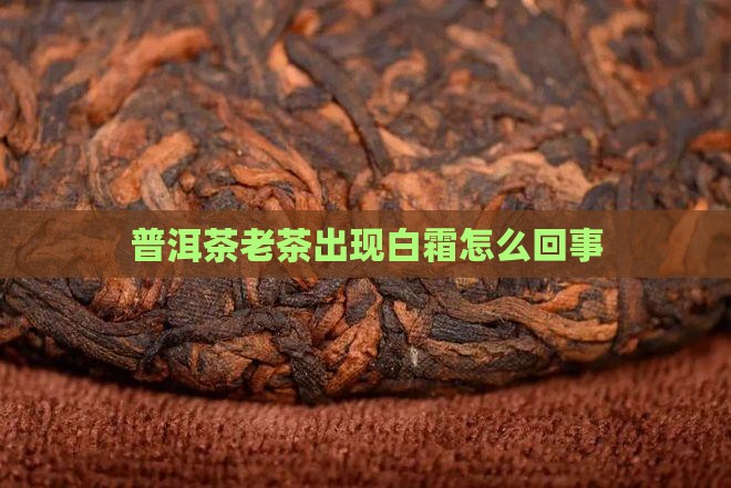 普洱茶老茶出现白霜怎么回事