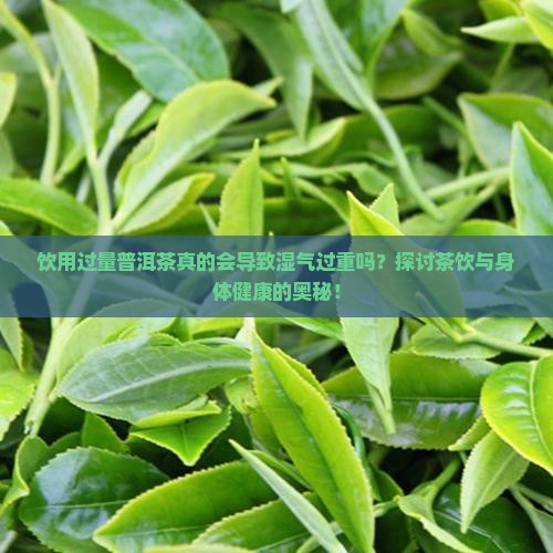 饮用过量普洱茶真的会导致湿气过重吗？探讨茶饮与身体健康的奥秘！